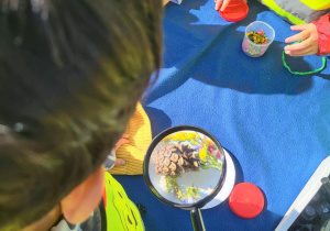 Dziecko w kamizelce odblaskowej ogląda przez lupę szyszkę i rośliny podczas zajęć terenowych na świeżym powietrzu.